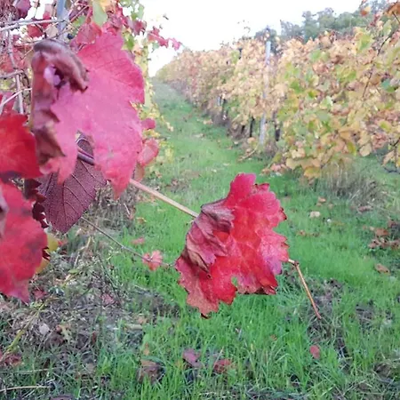Farm stay Cilnia Arezzo