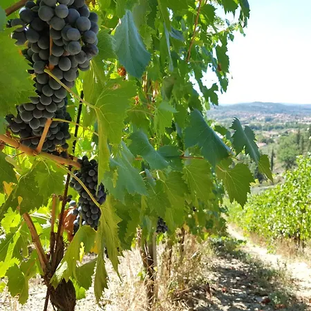 Cilnia * Arezzo